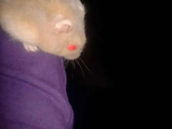 202 Adorable Rat Pics Proving That They Can Be The Cutest Pets Ever