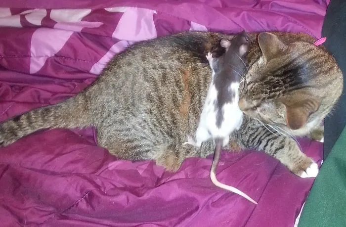 202 Adorable Rat Pics Proving That They Can Be The Cutest Pets Ever