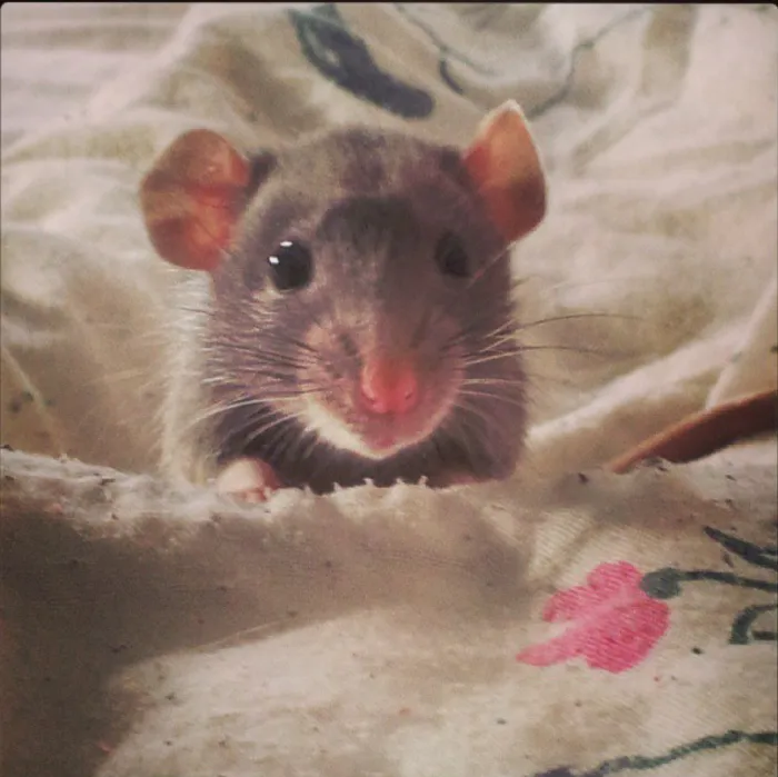202 Adorable Rat Pics Proving That They Can Be The Cutest Pets Ever