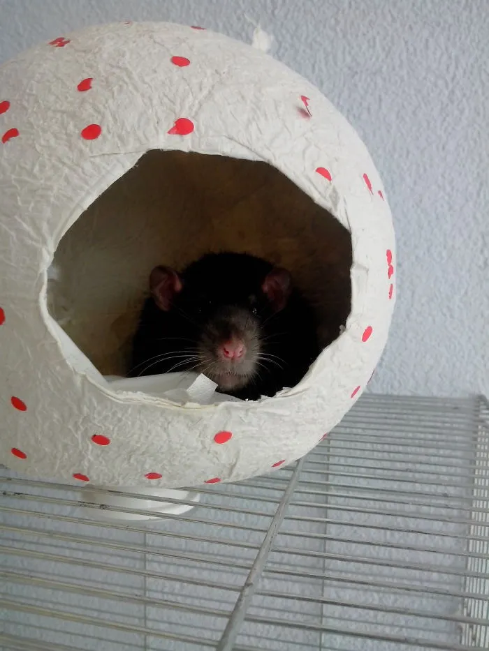 202 Adorable Rat Pics Proving That They Can Be The Cutest Pets Ever