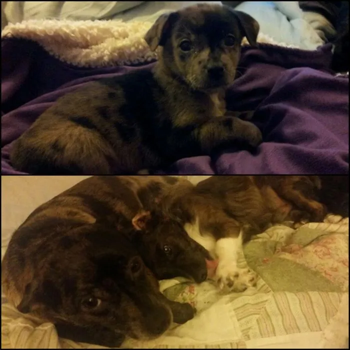 Baby Bowzer (6 Weeks) &amp; Then Him With His Bff/son 2.5 Years Later.