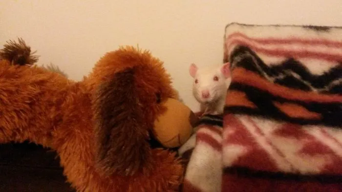 202 Adorable Rat Pics Proving That They Can Be The Cutest Pets Ever