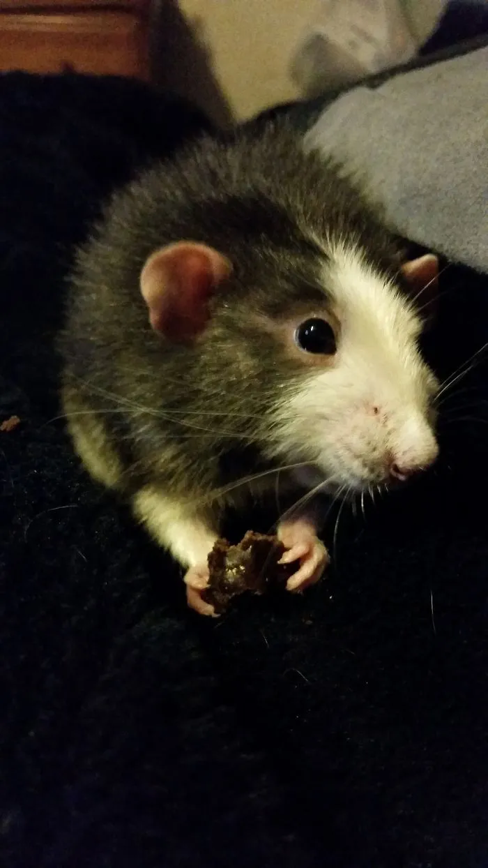 202 Adorable Rat Pics Proving That They Can Be The Cutest Pets Ever