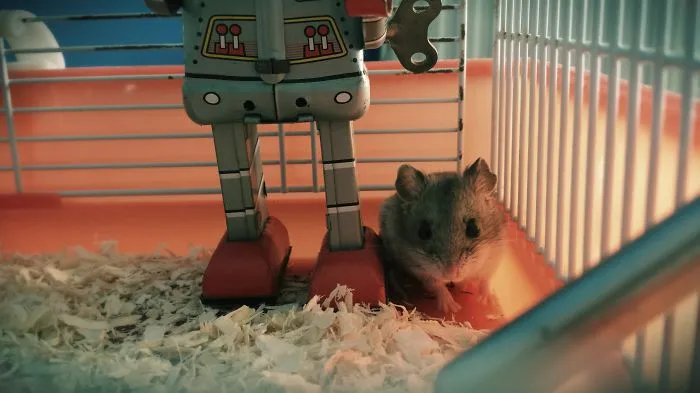 202 Adorable Rat Pics Proving That They Can Be The Cutest Pets Ever