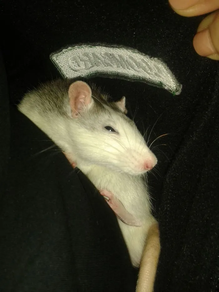 202 Adorable Rat Pics Proving That They Can Be The Cutest Pets Ever