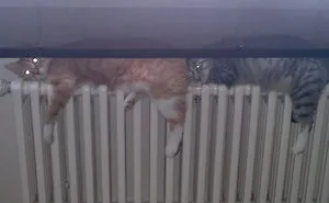 50 Animals That Love Warmth More Than Anything