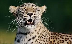 My Pictures Of Smiling Animals