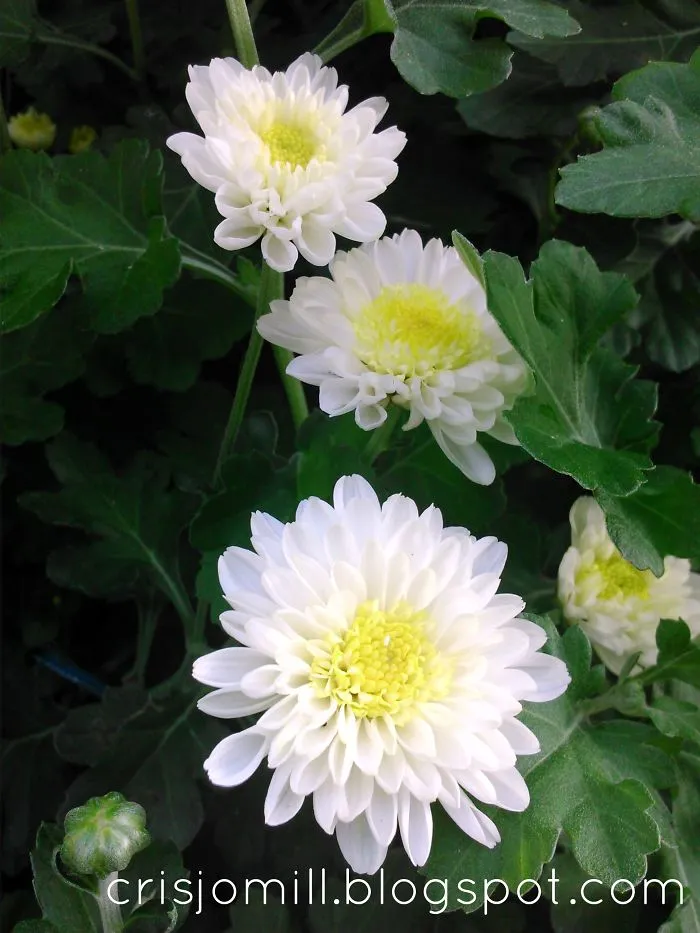 White Malaysian Mums