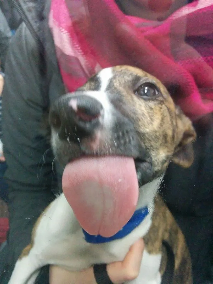 42 Animals Licking Glass That Have No Idea How Silly They Look