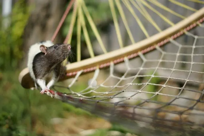 202 Adorable Rat Pics Proving That They Can Be The Cutest Pets Ever