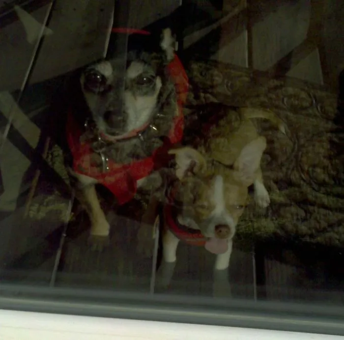 42 Animals Licking Glass That Have No Idea How Silly They Look