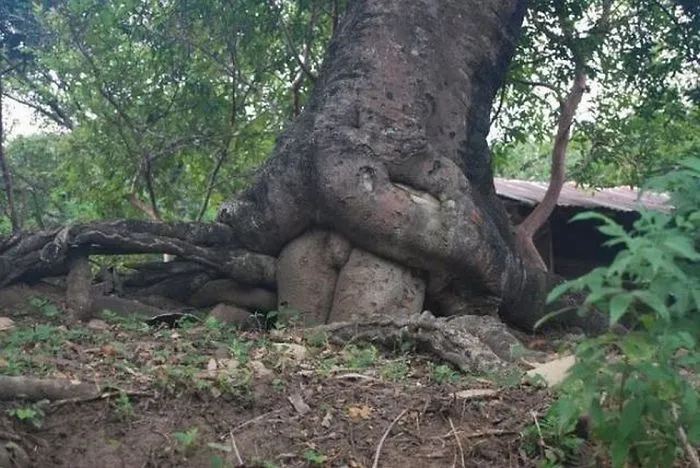 No Comment