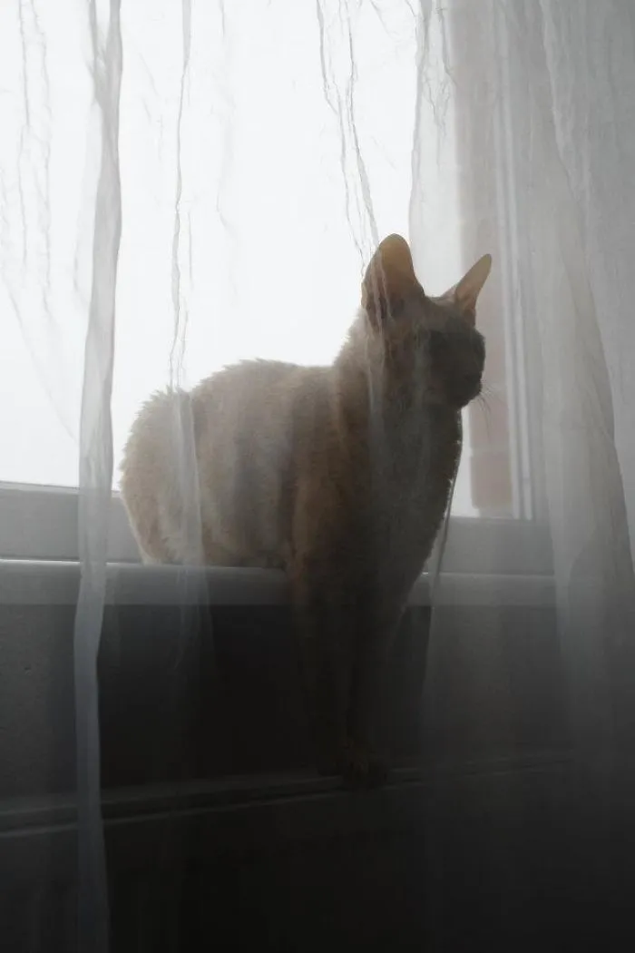 50 Animals That Love Warmth More Than Anything