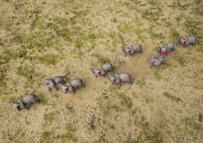 Untusked - An Art Project To Save Elephants