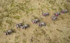 Untusked - An Art Project To Save Elephants