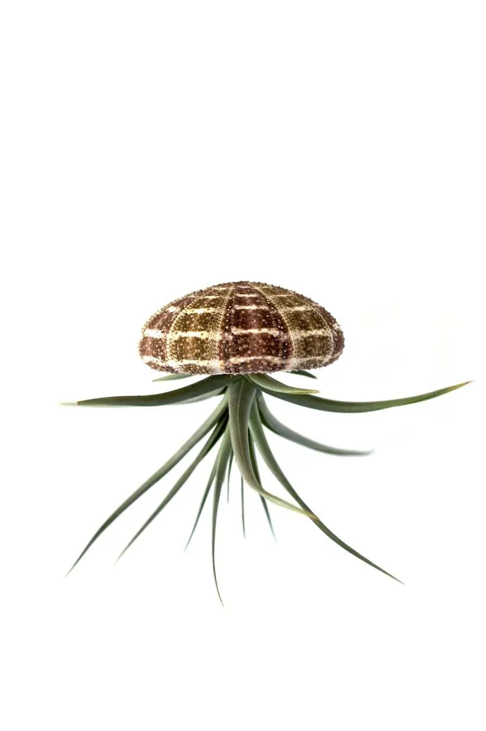 Jelly Fish Inspired Hanging Air Plant