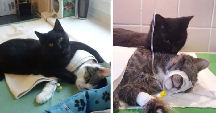 Incredible Nurse Cat From Poland Looks After Other Animals At Animal Shelter