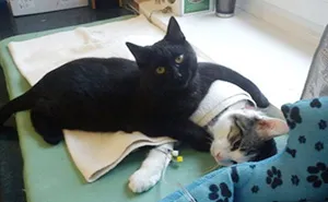 Incredible Nurse Cat From Poland Looks After Other Animals At Animal Shelter