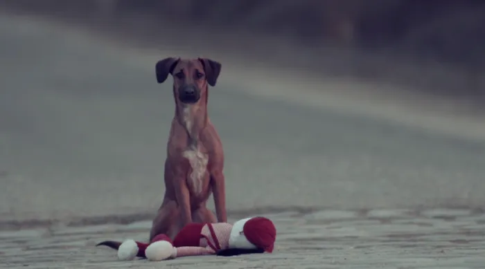 Heart Wrenching Video To Show Every Animal Deserves Our Love And Affection.