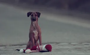 Heart Wrenching Video To Show Every Animal Deserves Our Love And Affection.