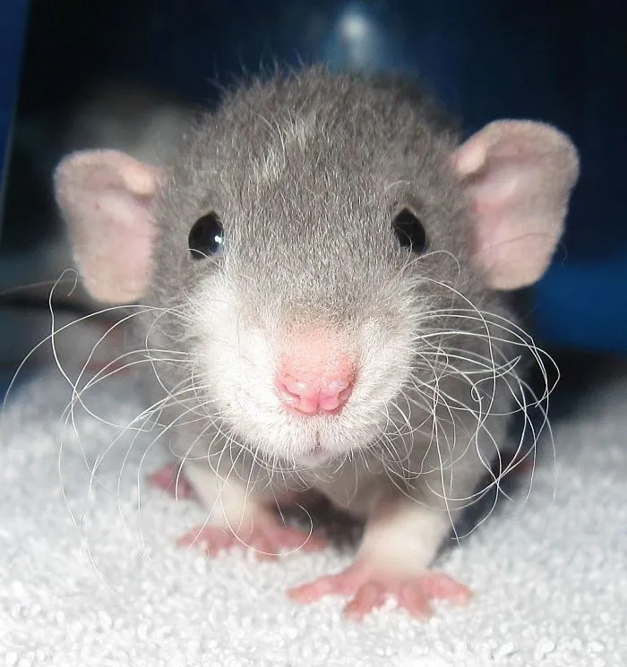 202 Adorable Rat Pics Proving That They Can Be The Cutest Pets Ever