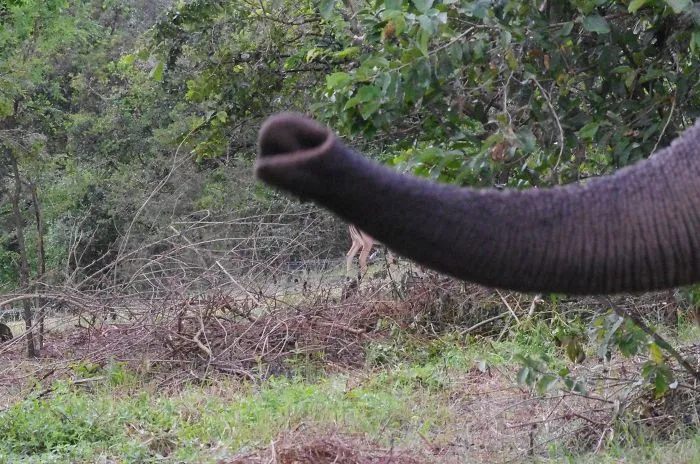 90 Of The Funniest Animal Photobombs Ever