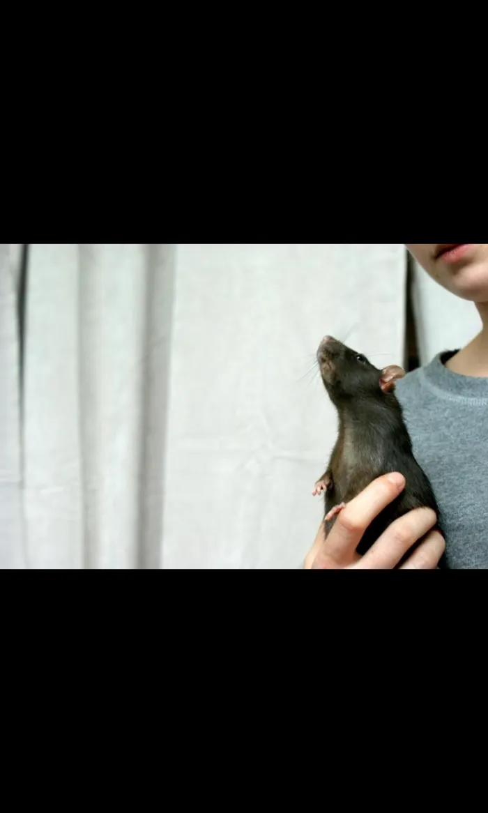 202 Adorable Rat Pics Proving That They Can Be The Cutest Pets Ever