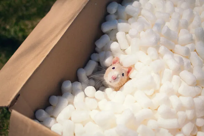 202 Adorable Rat Pics Proving That They Can Be The Cutest Pets Ever