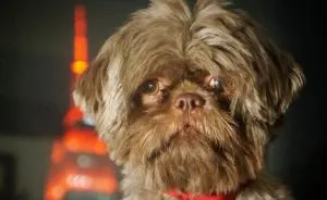 A Fashion-forward Dog With A Mission To Spread Awareness And Make People Smile