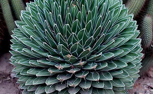 116 Photos Of Geometrical Plants For Symmetry Lovers