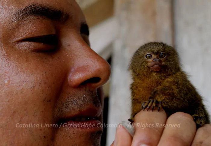 After Read This, You'll Understand Why You Need To Worry About The Trees Of The Amazon Forest