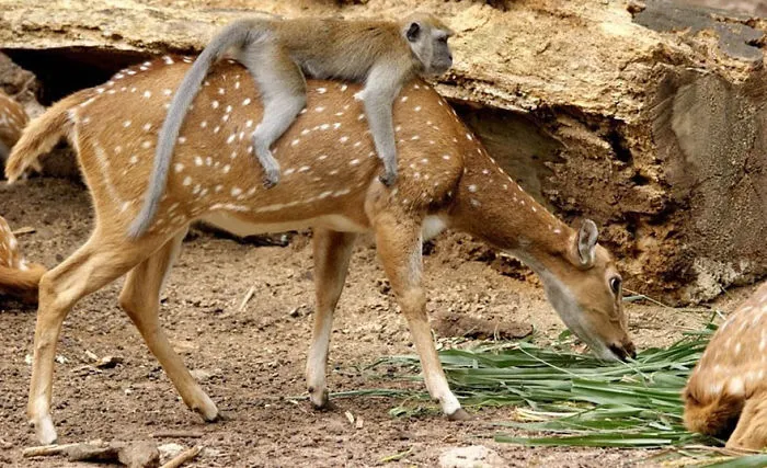Monkey Riding A Deer