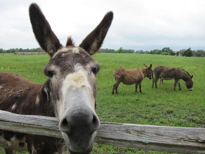 90 Of The Funniest Animal Photobombs Ever