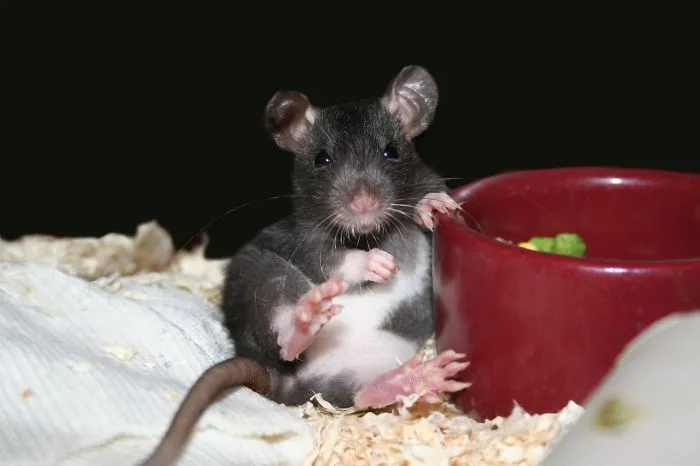 202 Adorable Rat Pics Proving That They Can Be The Cutest Pets Ever