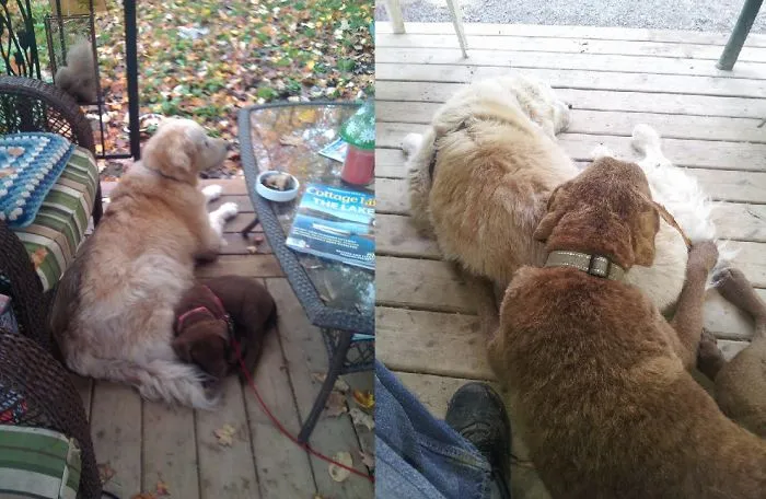 Bear (chesapeake Bay Retriever, 2 Months &amp; 2 Yrs) Molson (golden Retriever, 12 Yrs And 14 Yrs)