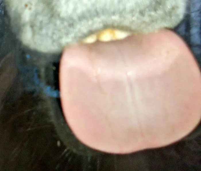 42 Animals Licking Glass That Have No Idea How Silly They Look