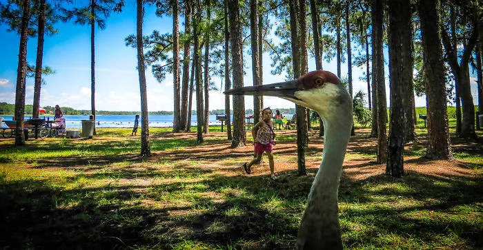 90 Of The Funniest Animal Photobombs Ever