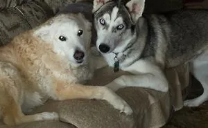 232 Dog Best Friends That Can't Be Separated