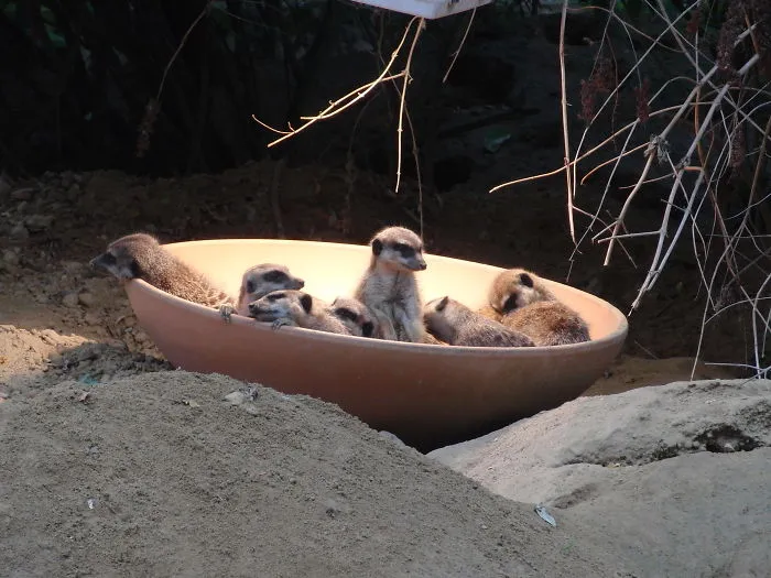 50 Animals That Love Warmth More Than Anything