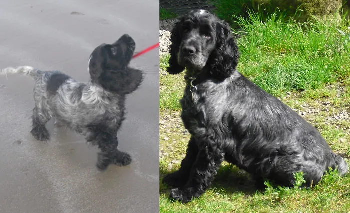 Rupert At 4 Months And 5 Years Later