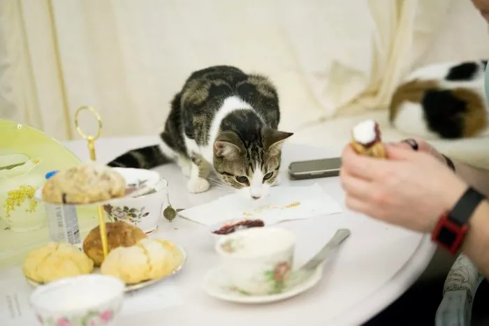Lady Dinah's Cat Emporium, London