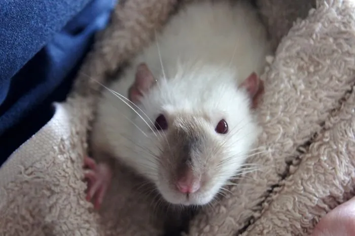 202 Adorable Rat Pics Proving That They Can Be The Cutest Pets Ever