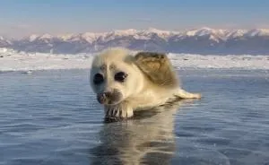 Cute Baby Seal Captured By Russian Photographer