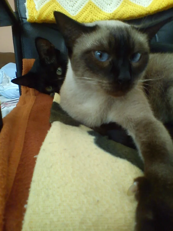 90 Of The Funniest Animal Photobombs Ever