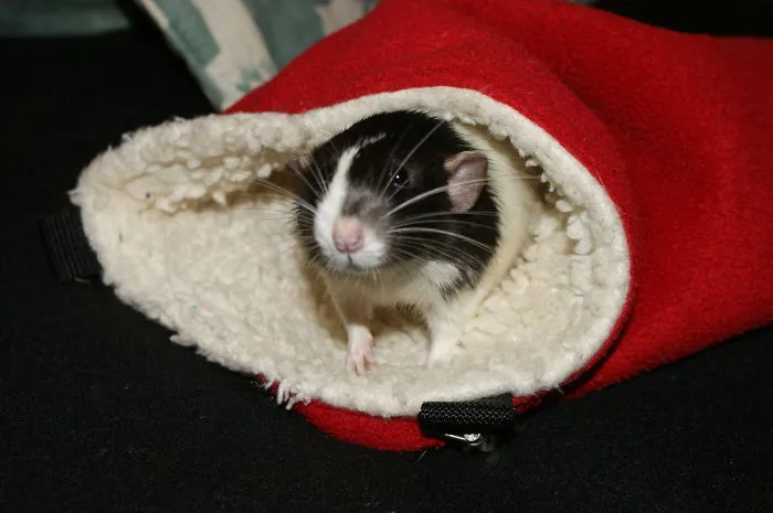 202 Adorable Rat Pics Proving That They Can Be The Cutest Pets Ever