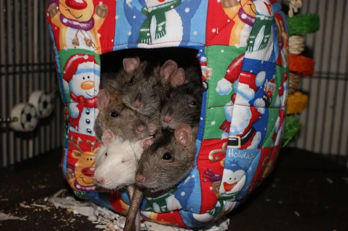 202 Adorable Rat Pics Proving That They Can Be The Cutest Pets Ever