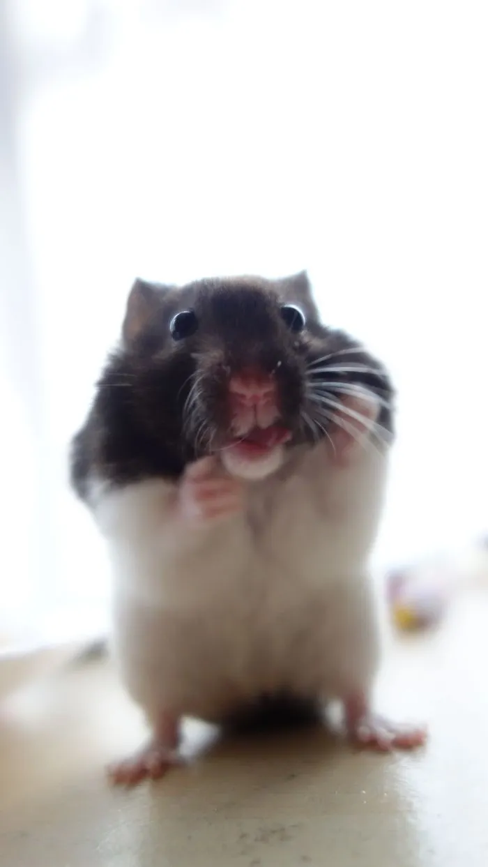 202 Adorable Rat Pics Proving That They Can Be The Cutest Pets Ever