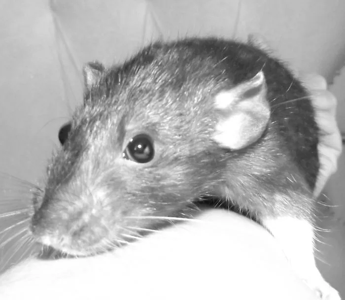202 Adorable Rat Pics Proving That They Can Be The Cutest Pets Ever