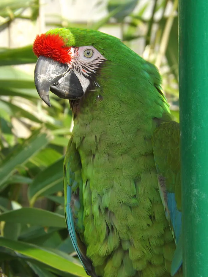 Parrot Photographs :)