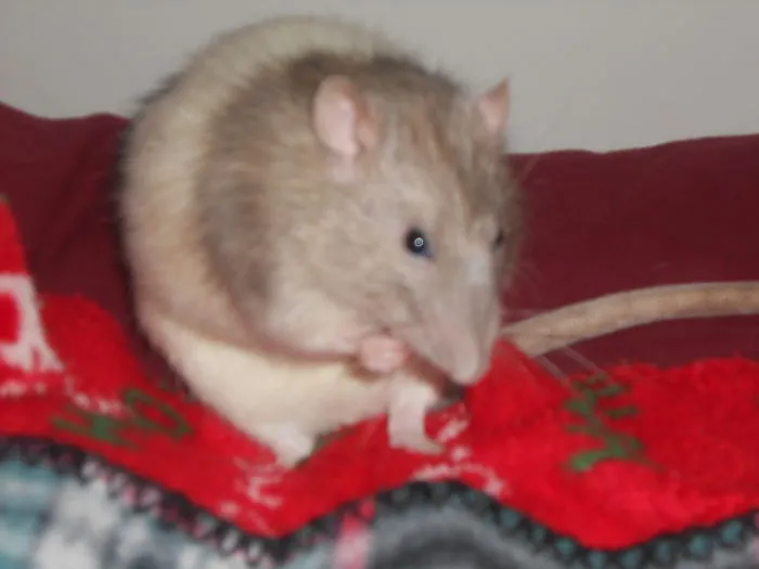 202 Adorable Rat Pics Proving That They Can Be The Cutest Pets Ever